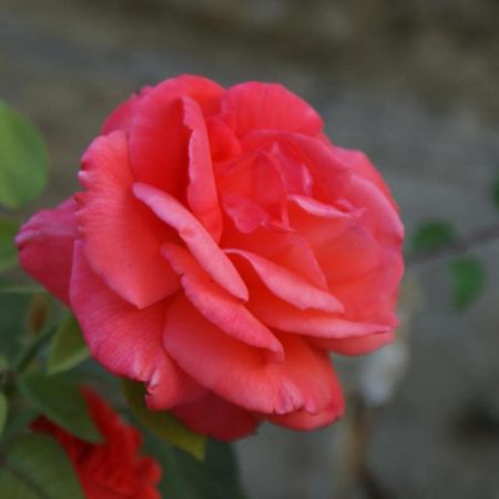 Romantic Gite Nr St Emilion With Private Pool And Views To Die For Pujols  Екстериор снимка