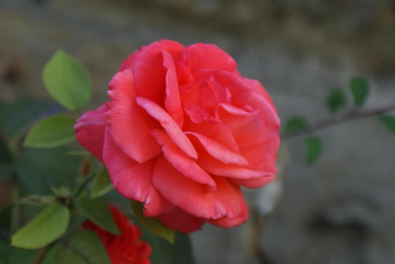 Romantic Gite Nr St Emilion With Private Pool And Views To Die For Pujols  Екстериор снимка